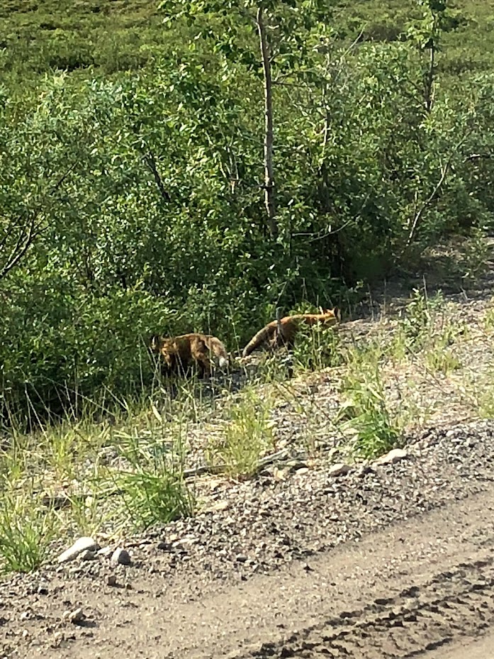 Picture of foxes in Denali National Park in Alaska.