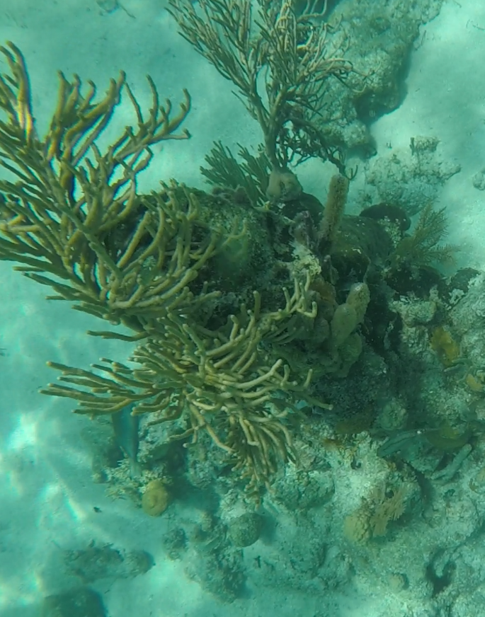 Picture of the reef at one of the best snorkeling spots in Honduras: Coral Reef Barrier