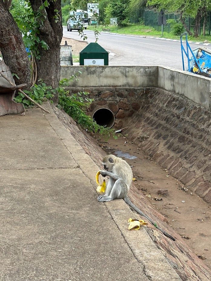 Monkey on the side of the road in Victoria Falls, Zimbabwe
